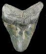 Partial, Megalodon Tooth #44828-1